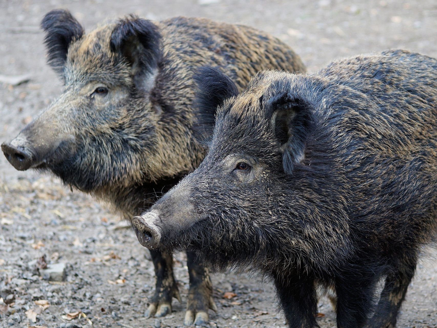 Die Wildschweine liefen über die Westautobahn.