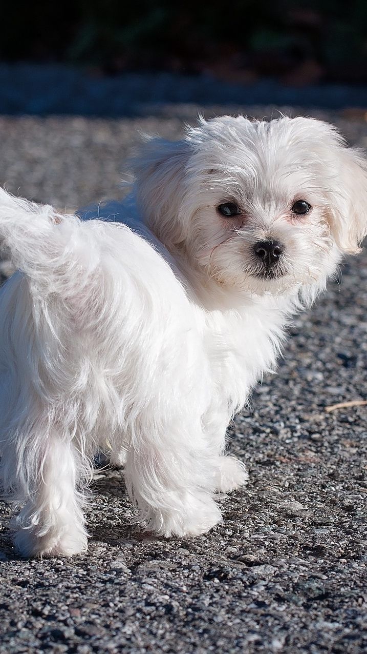 Wer einen Welpen kaufen will, sollte von unseriösen Online-Angeboten auf der Hut sein