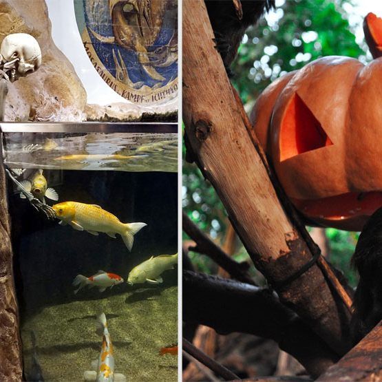 Halloween im Haus des Meeres verspricht jede Menge Grusel-Spaß