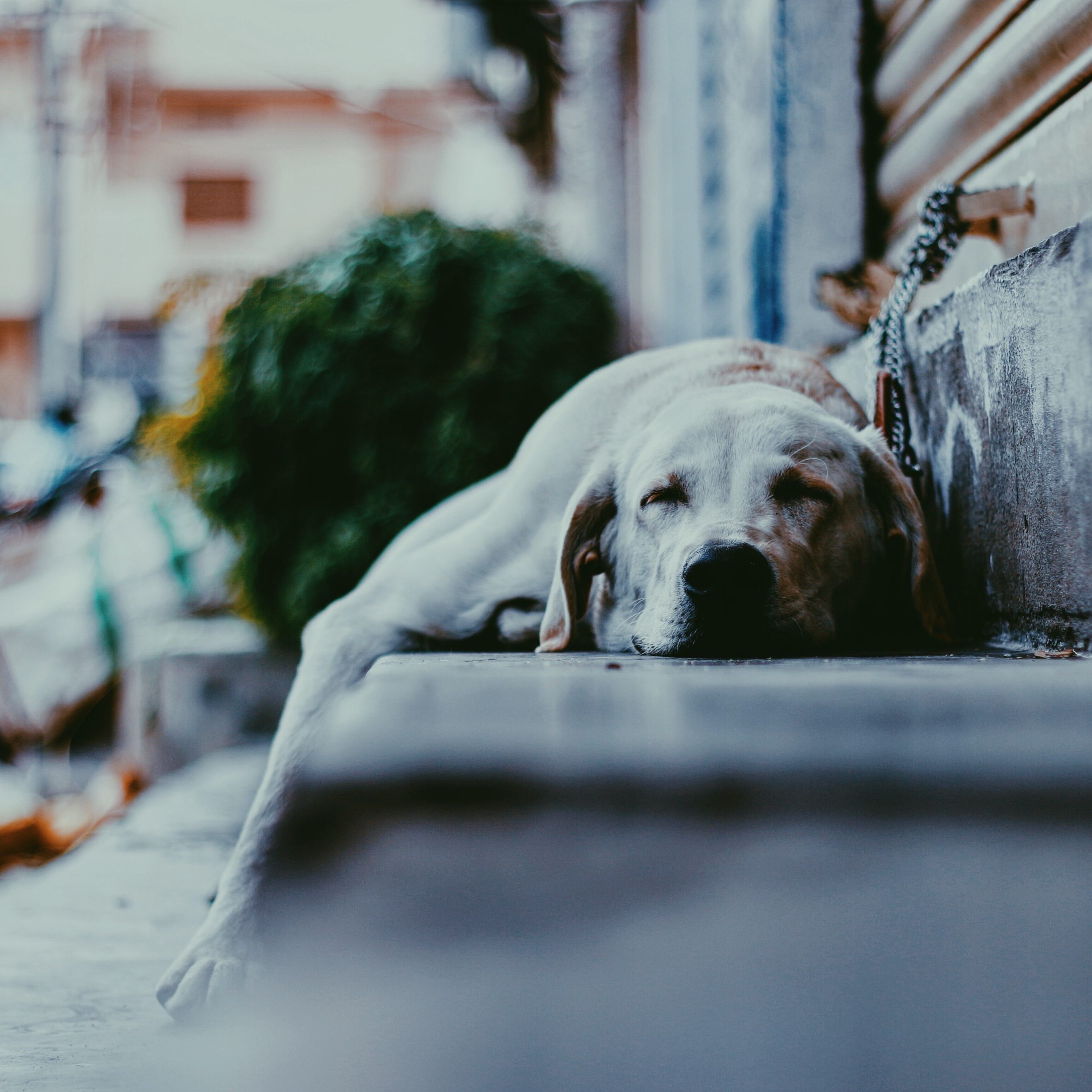Hundebesitzer können zur Kasse gebeten werden.
