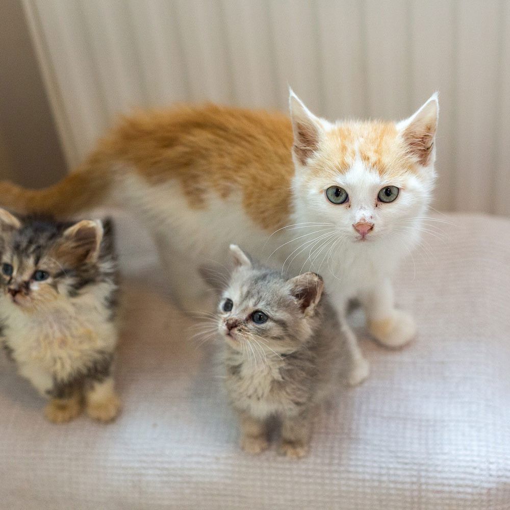 Unter anderem benötigen diese kleinen Samtpfoten tatkräftige Unterstützung