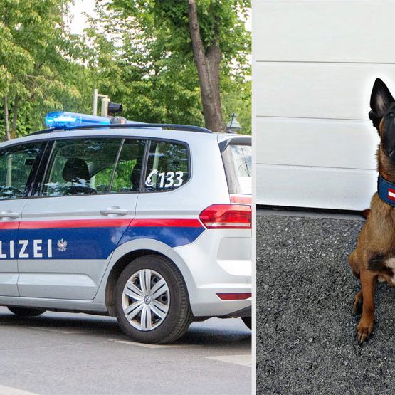 Dank Polizeispürhund "Loris" konnte ein vermisster Wiener rasch gefunden werden