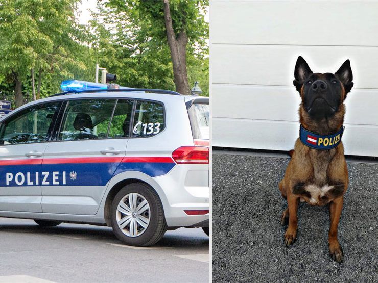 Dank Polizeispürhund "Loris" konnte ein vermisster Wiener rasch gefunden werden