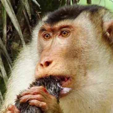 Dieser Makake frisst eine Ratte.
