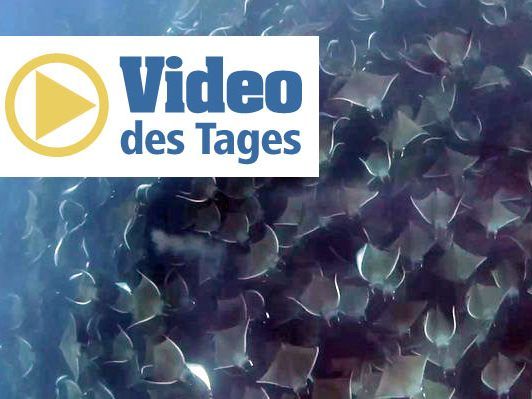 Tausende Rochen schwimmen im Meer. Tausende Rochen schwimmen im Meer.