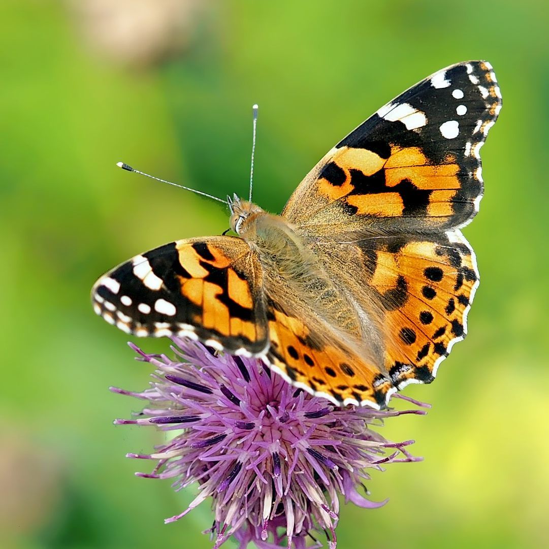 Der Distelfink wurde vergangenen Sommer am häufigsten gesichtet
