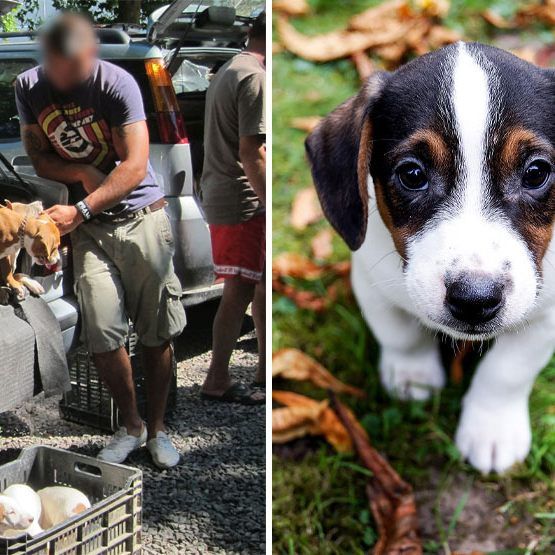 Wenn Welpen auf einem Parkplatz verkauft werden sollen, ist Vorsicht geboten