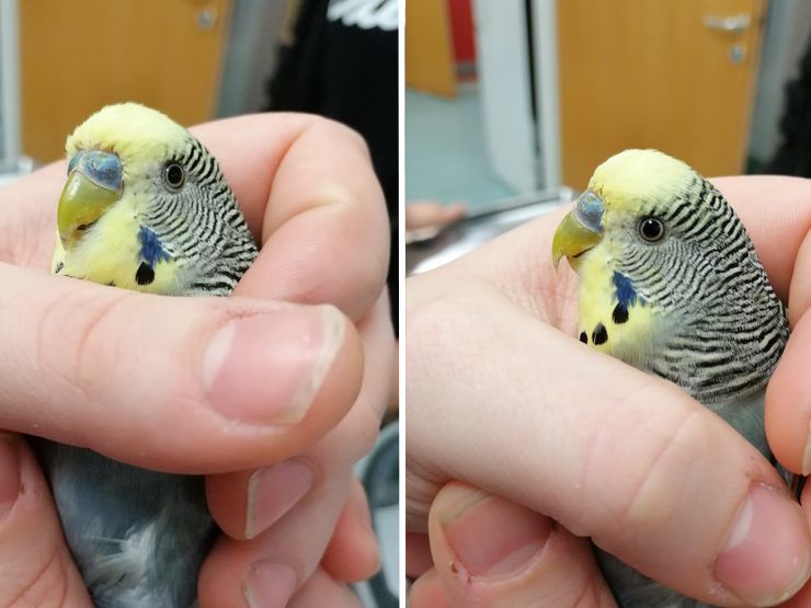 Ronald wurde im WTV-Kleintierhaus untergebracht.