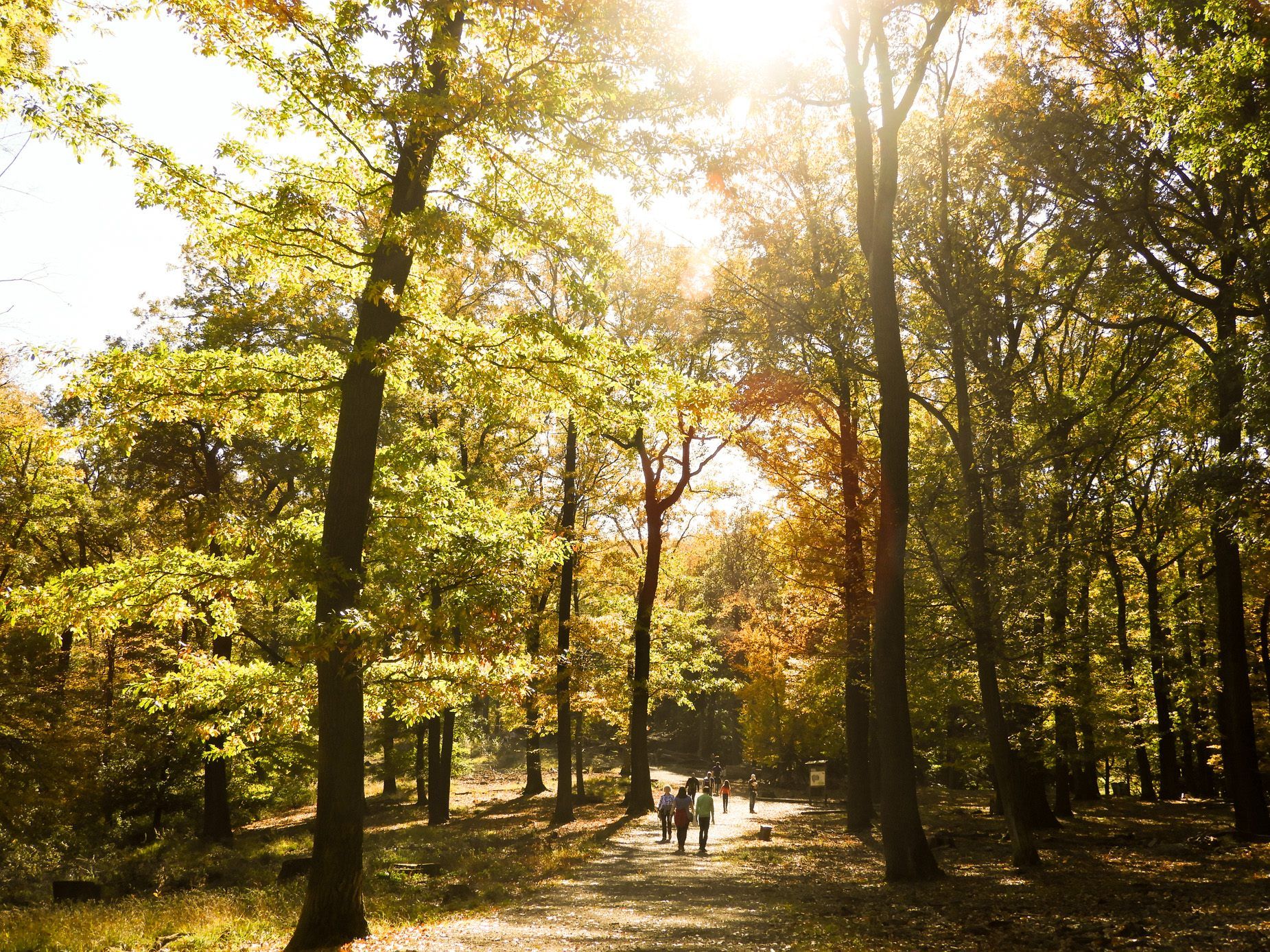 Der Lainzer Tiergarten ist im Herbst besonders schön.