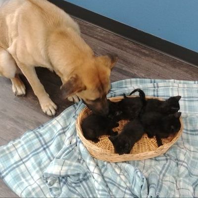 Die Hündin kümmert sich weiterhin um die Kätzchen