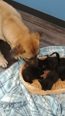 Die Hündin kümmert sich weiterhin um die Kätzchen