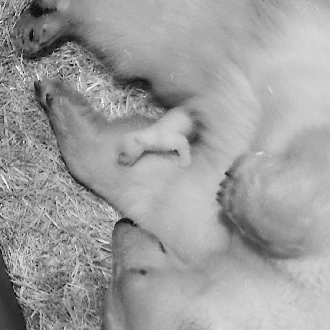 Im Wiener Tiergarten Schönbrunn gibt es Eisbären-Nachwuchs.