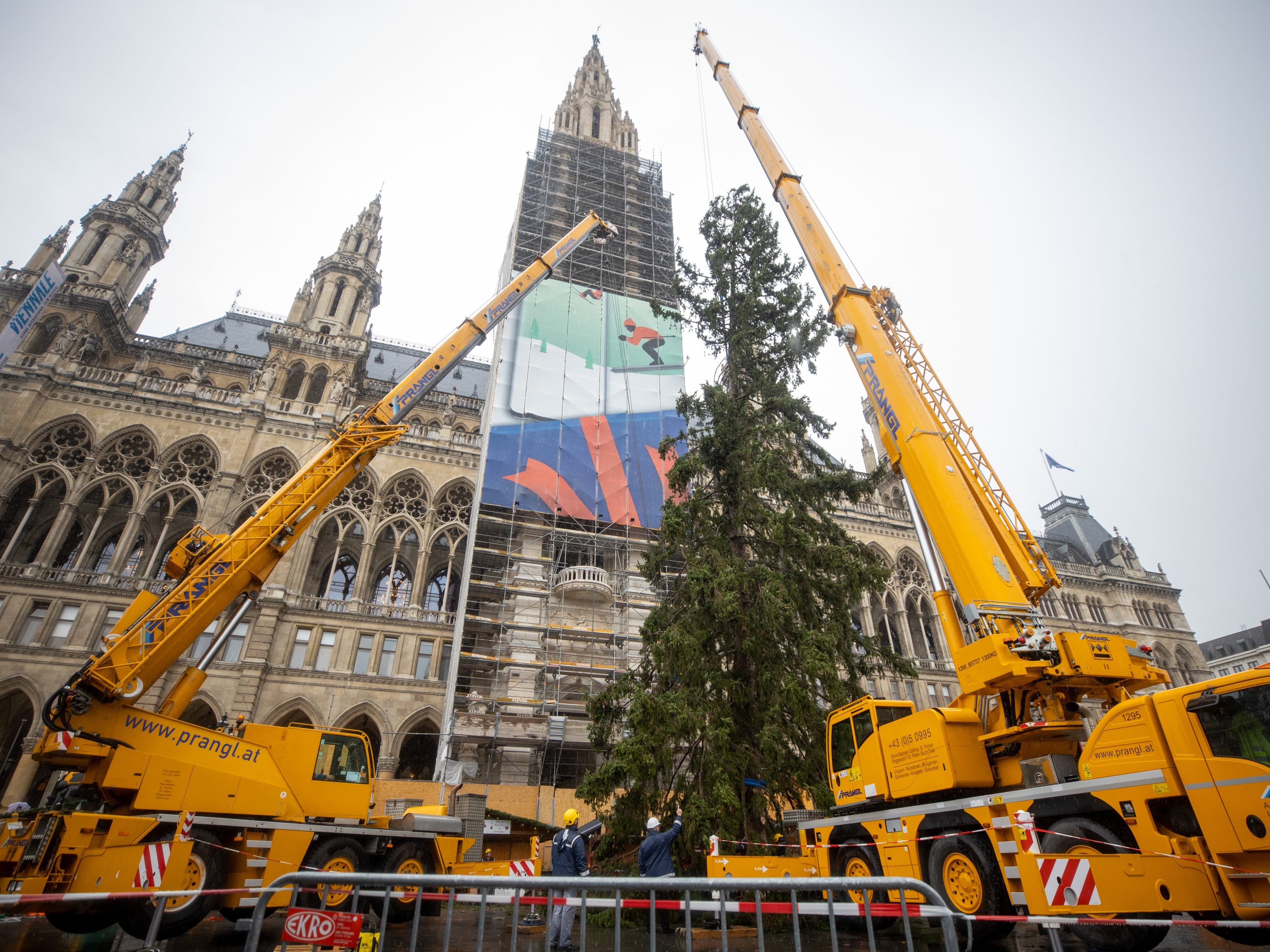 Der Christbaum für den Wiener Christkindlmarkt wurde vor dem Rathaus in Wien aufgestellt Der Christbaum für den Wiener Christkindlmarkt wurde vor dem Rathaus in Wien aufgestellt