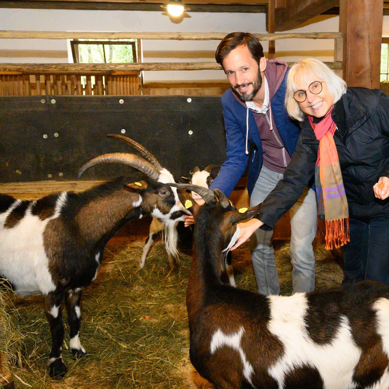 Vier Ziegen-Damen stellen sich dem Voting.