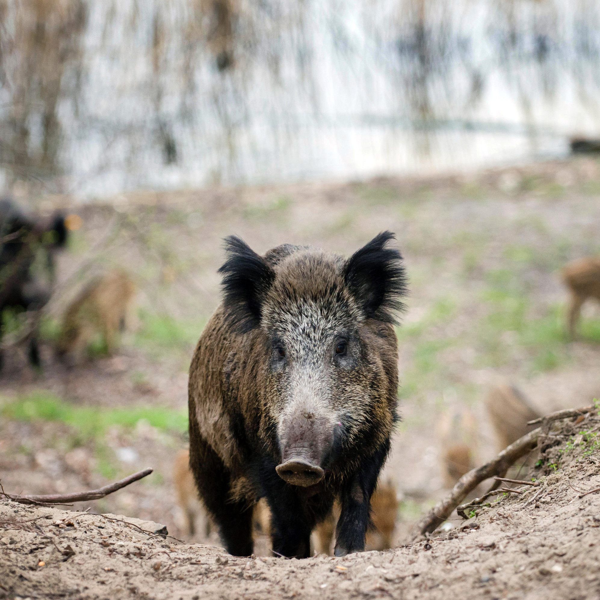 Die Wildschwein-Population in Wien ist stark gestiegen.