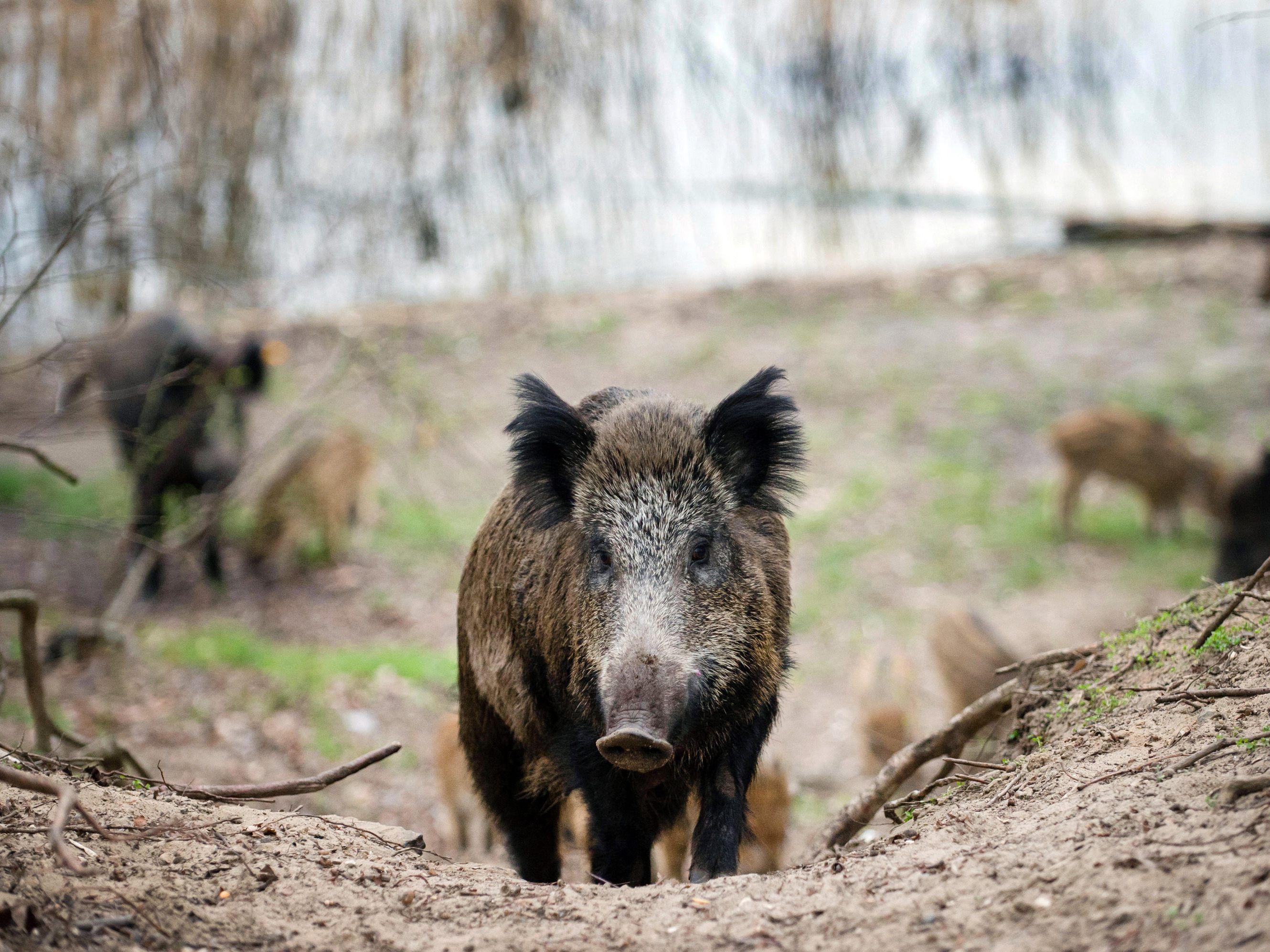 Die Wildschwein-Population in Wien ist stark gestiegen.