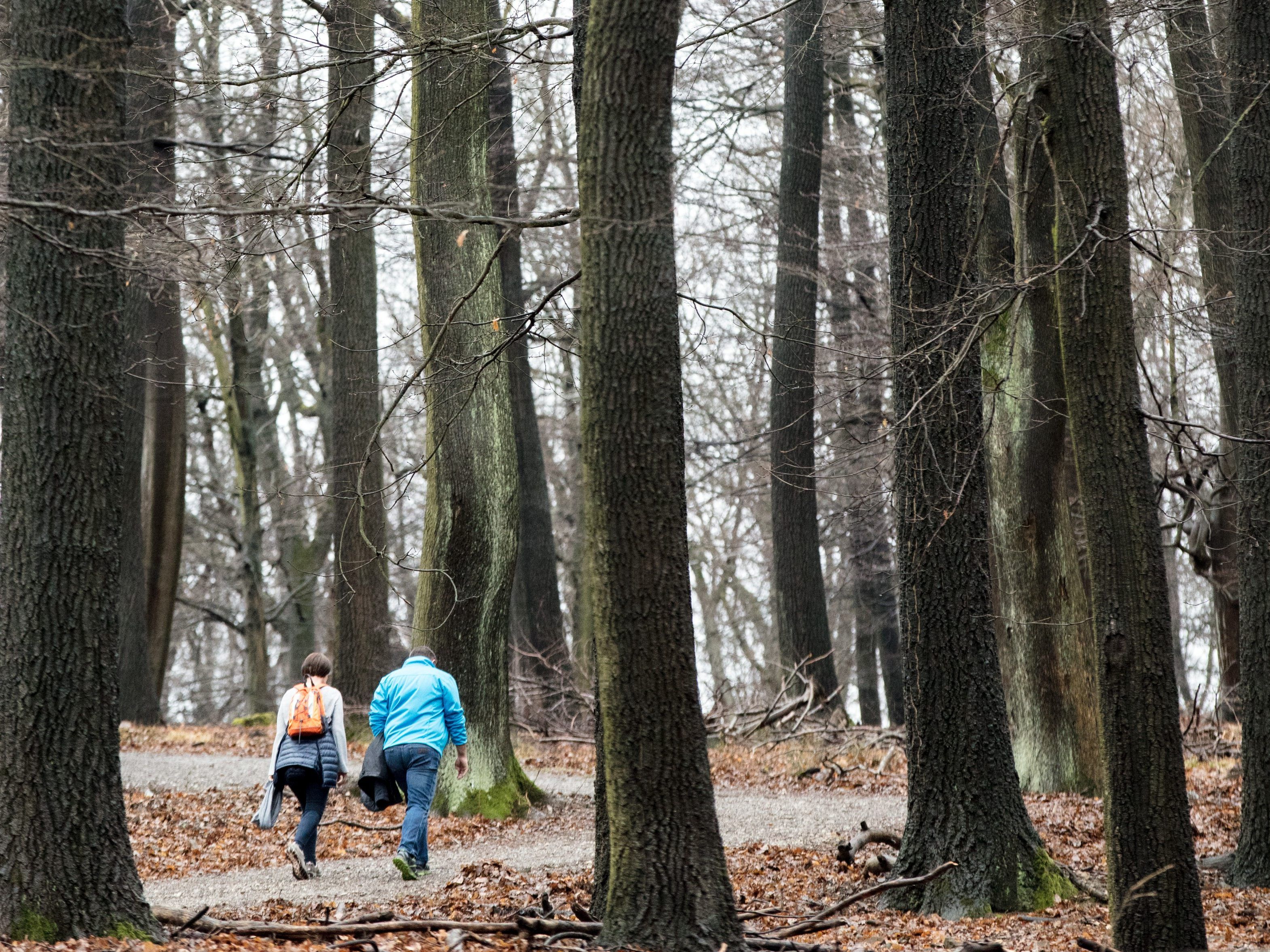 Ab 4. November gilt im Lainzer Tiergarten Winterruhe.