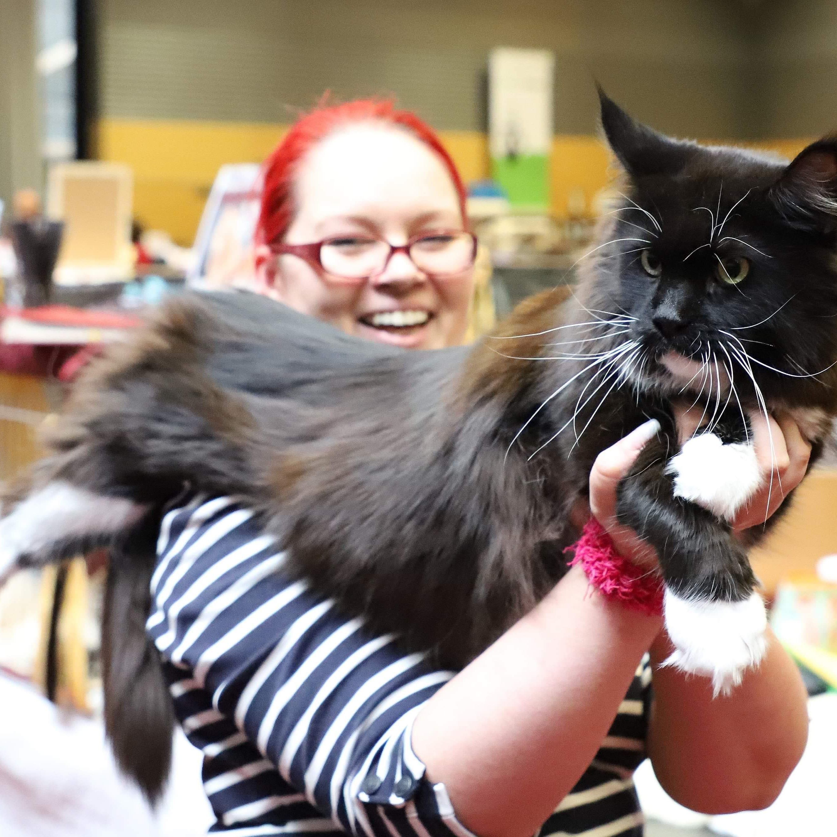 Wunderschöne Rassekatzen aller Art sind bei der Internationalen Katzenausstellung zu sehen