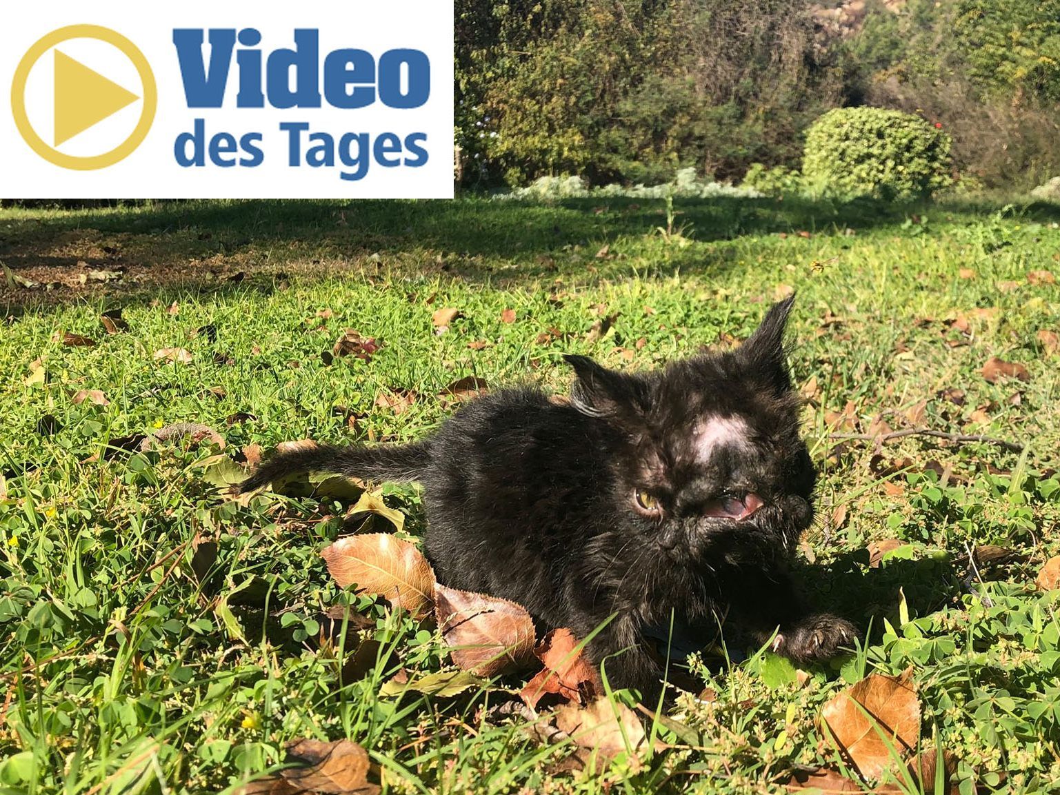 Sensationelle Aufnahmen zeigen ein Kätzchen mit zwei Gesichtern. Sensationelle Aufnahmen zeigen ein Kätzchen mit zwei Gesichtern.