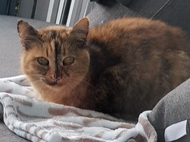 Katze such Besitzer