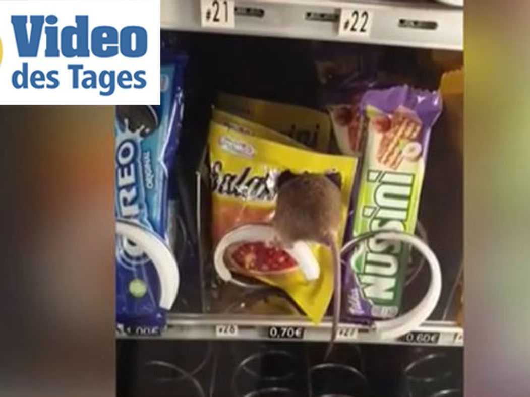 Diese Maus erfreut sich an den Leckereien im Snack-Automat.