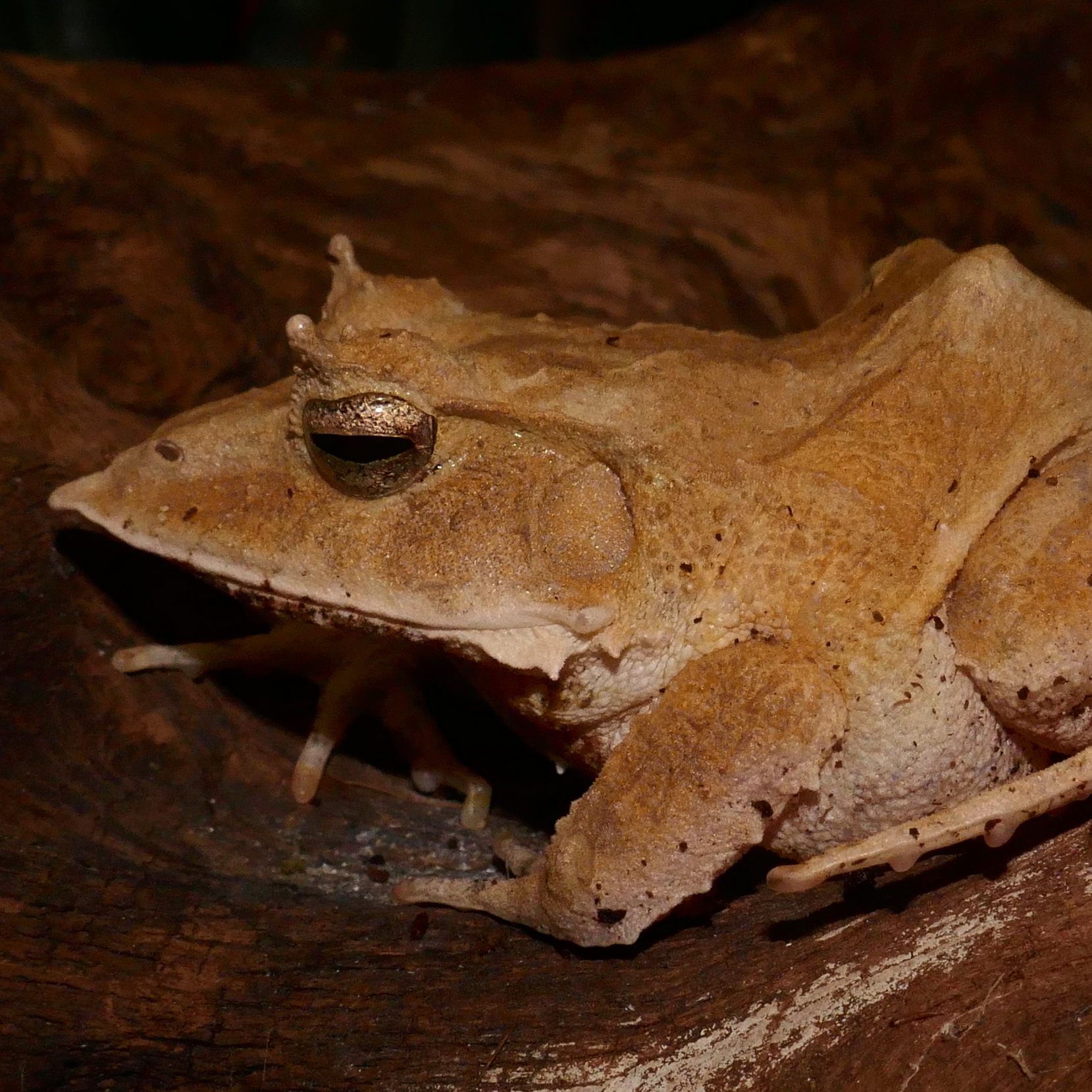 Den Salomonen-Zipfelfrosch gibt es neu im Haus des Meeres in Wien zu bestaunen.