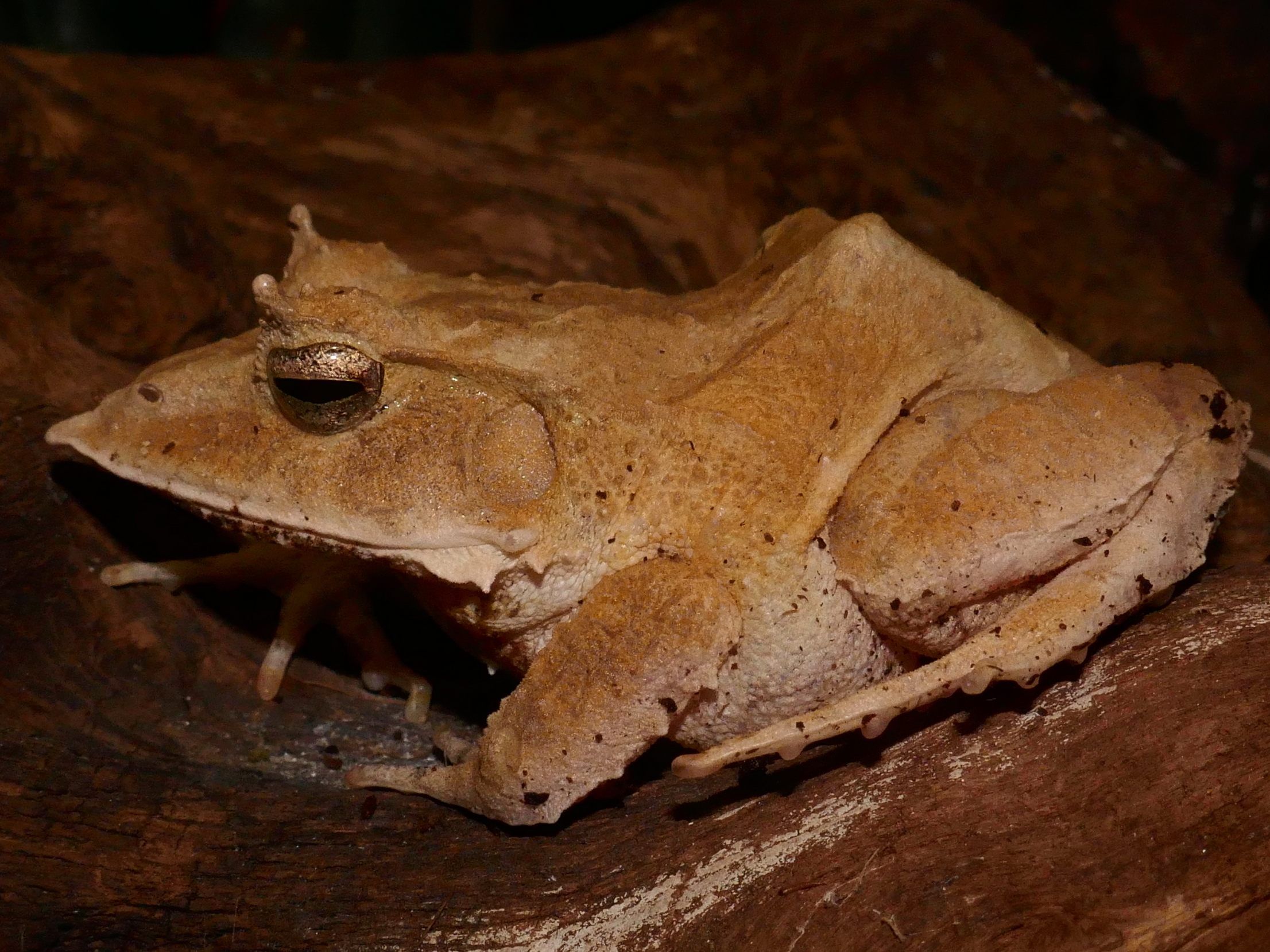 Den Salomonen-Zipfelfrosch gibt es neu im Haus des Meeres in Wien zu bestaunen.