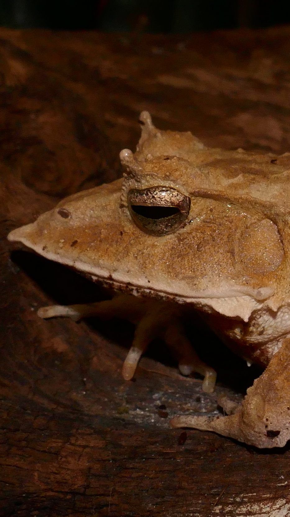 Den Salomonen-Zipfelfrosch gibt es neu im Haus des Meeres in Wien zu bestaunen.