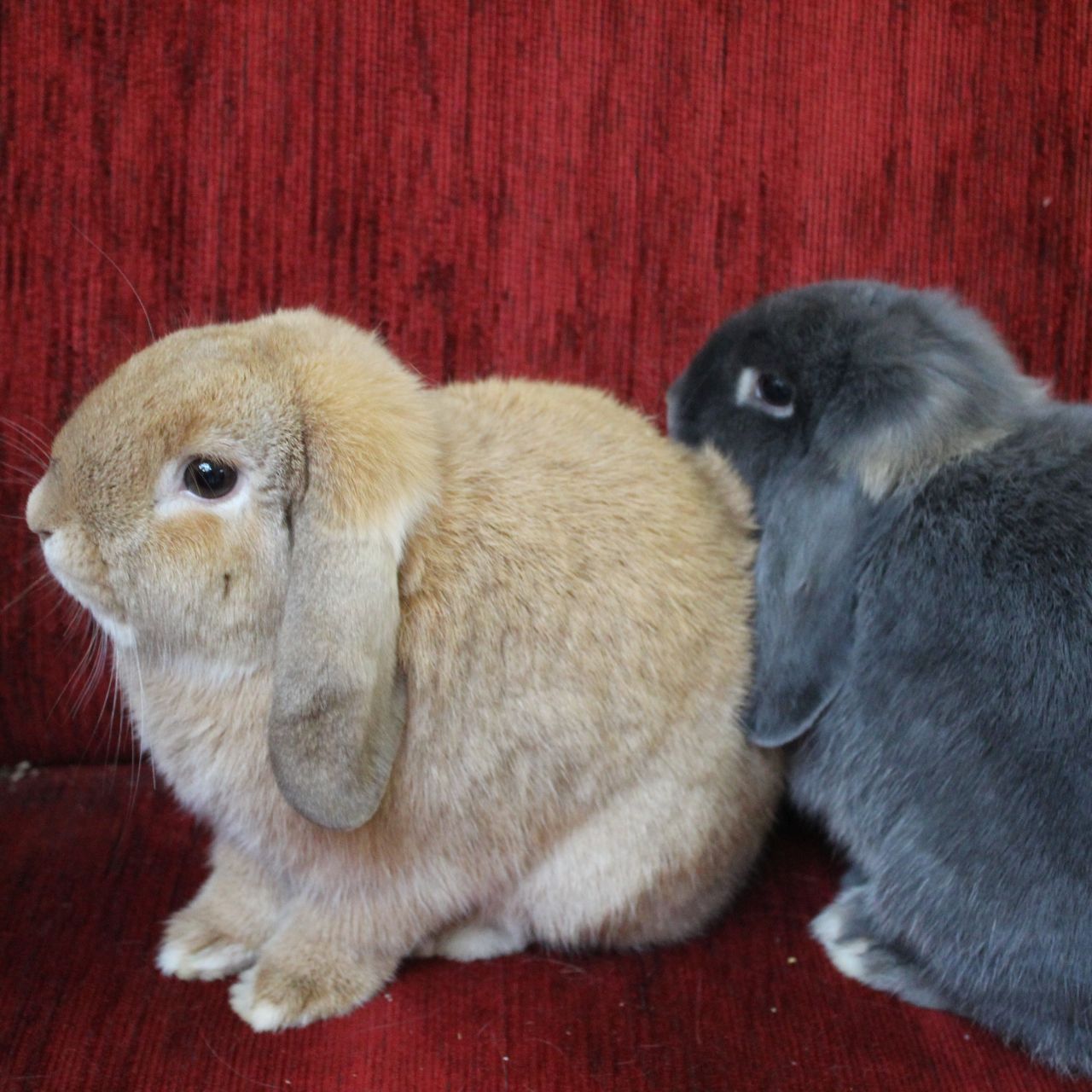 Elsa und Anna sind beschwerdefrei.