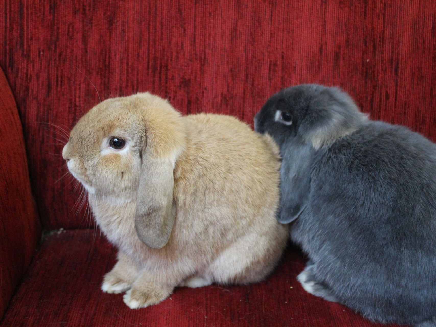 Elsa und Anna sind beschwerdefrei.