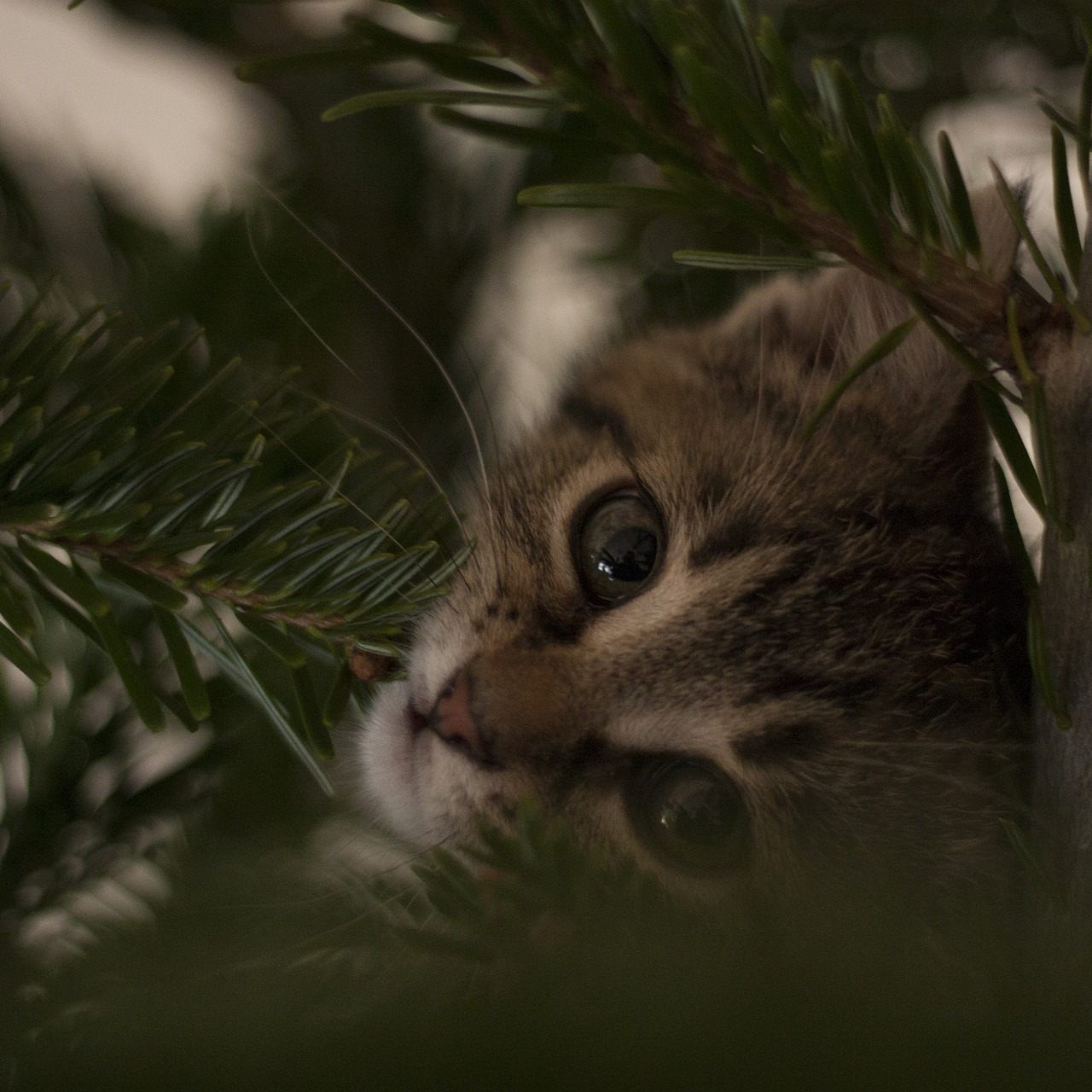 Tiere zu Weihnachten beschenken erlaubt eine Aktion des Wiener Tierschutzvereins