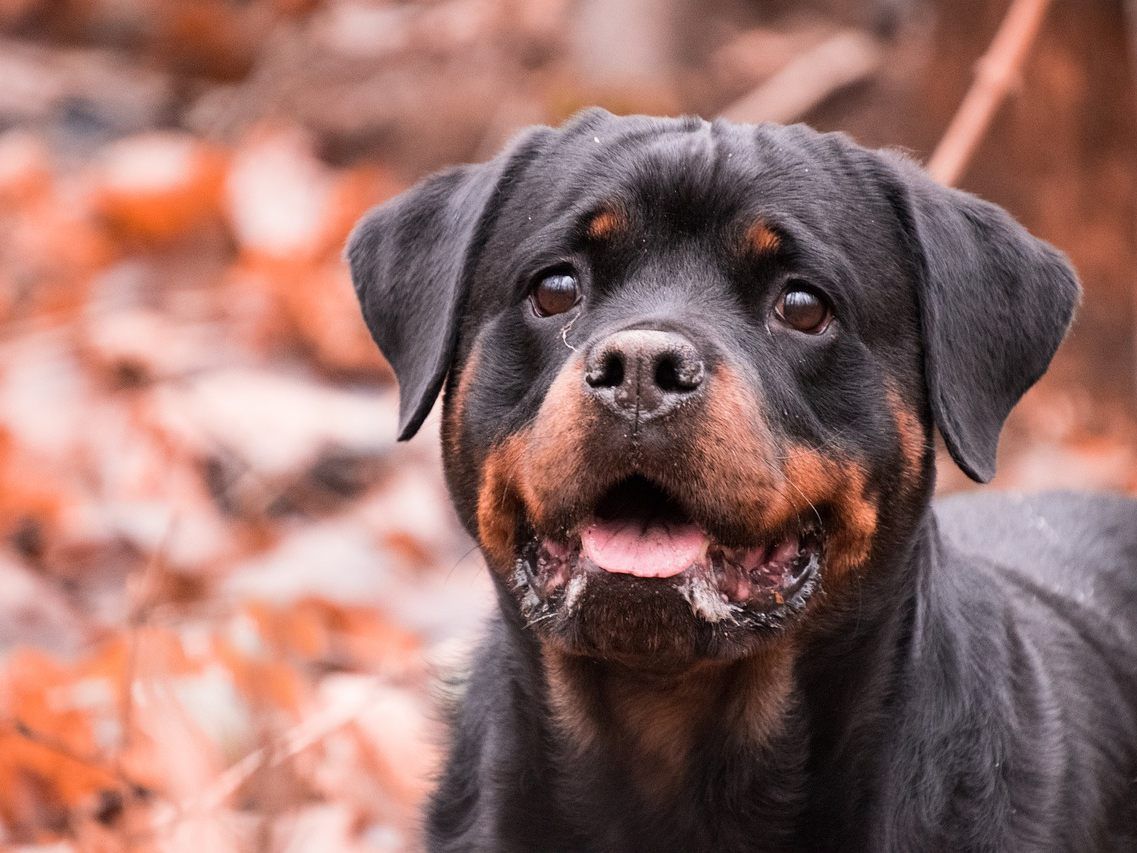 Die Frau wurde von ihrem eigenen Hund gebissen und schwer verletzt. Die Frau wurde von ihrem eigenen Hund gebissen und schwer verletzt.
