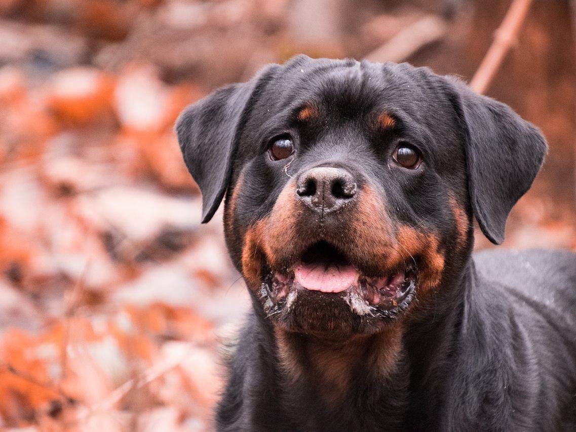 Die Frau wurde von ihrem eigenen Hund gebissen und schwer verletzt.