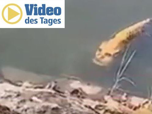 Die merkwürdigen Musterungen im Gesicht des Tieres sehen aus wie ein Menschengesicht.