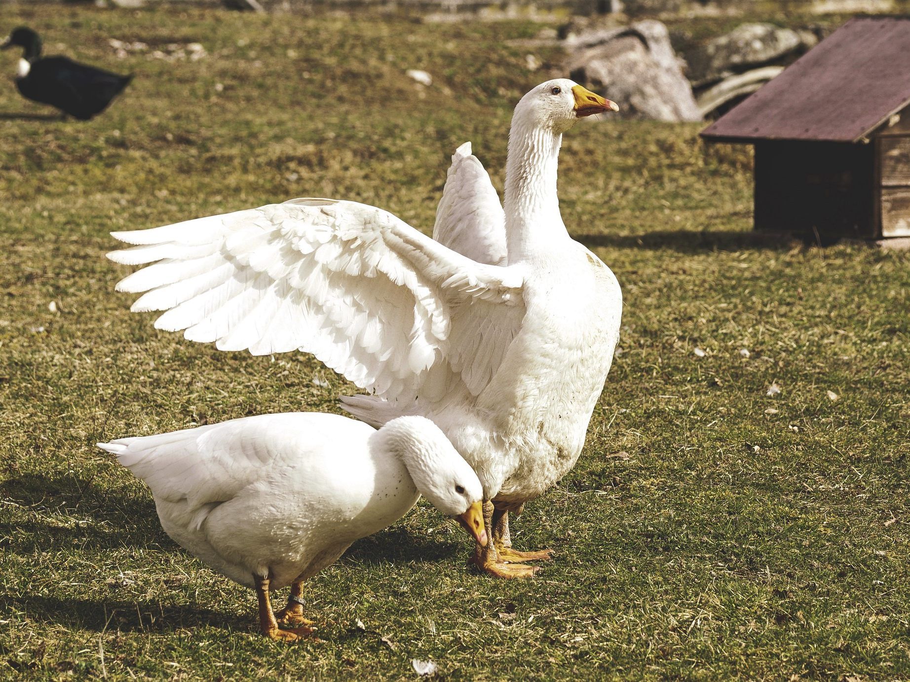 Weidehaltung verhindert Tierleid: Heimische Bio-Gänse sind klar zu bevorzugen Weidehaltung verhindert Tierleid: Heimische Bio-Gänse sind klar zu bevorzugen