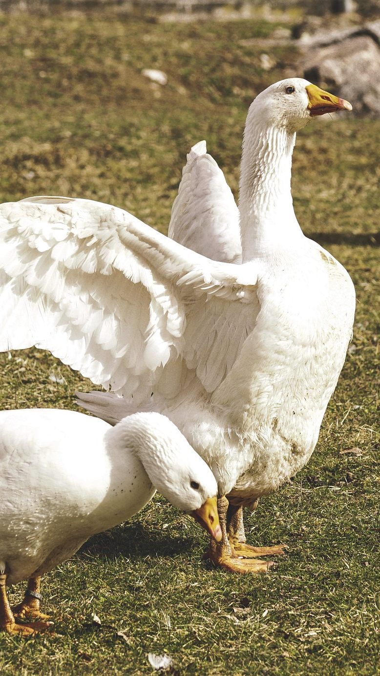Weidehaltung verhindert Tierleid: Heimische Bio-Gänse sind klar zu bevorzugen