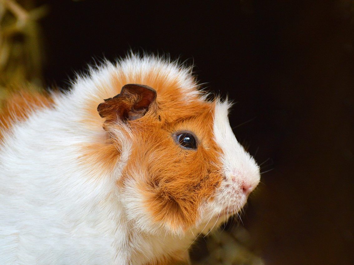 Ein ausgesetztes Meerschweinchen verstarb.