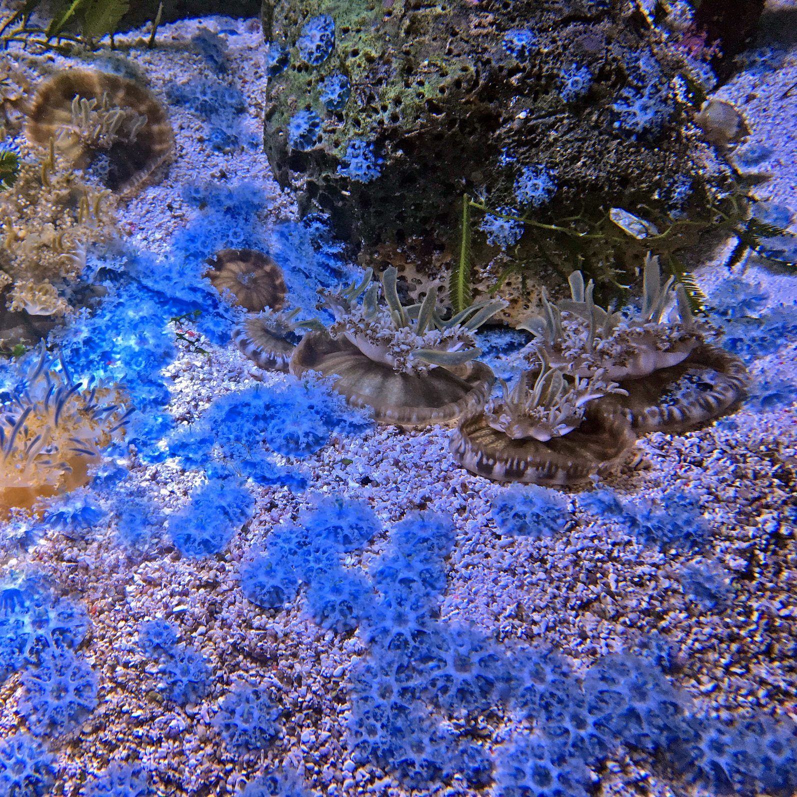 Die Mangrovenquallen haben sich gut in das Haus des Meeres eingelebt.