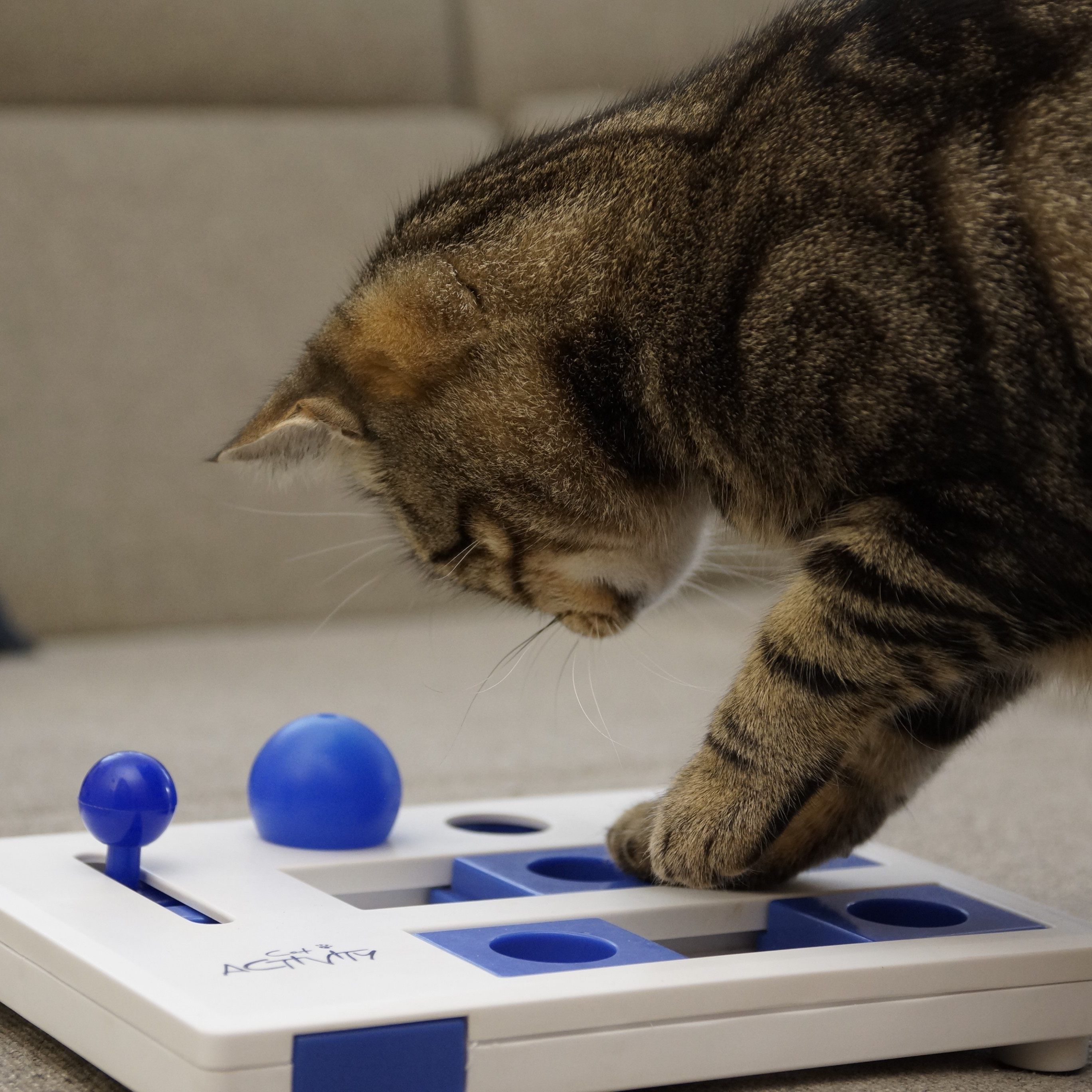 Beschäftigungsspiele halten Wohnungskatzen auf Trab