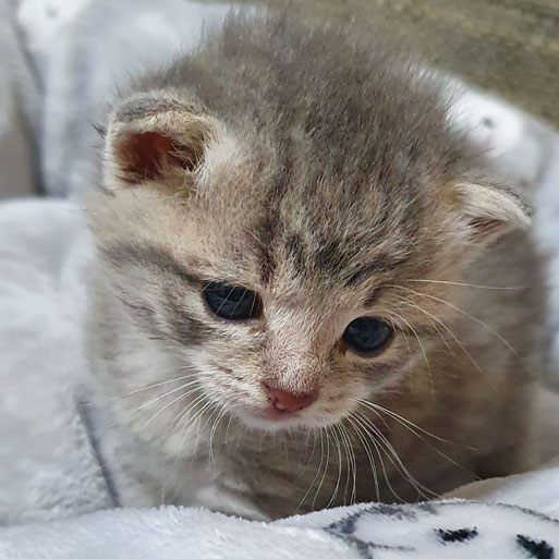 Balu und Bandit, zwei der geretteten Kätzchen