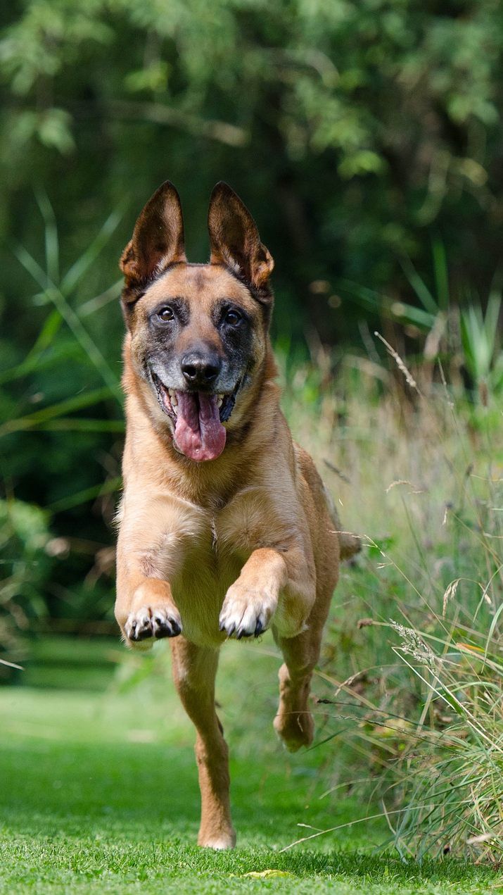 Jüngst häufen sich Negativ-Schlagzeilen rund um Hunde - dieser Stimmung will man nun entgegenwirken