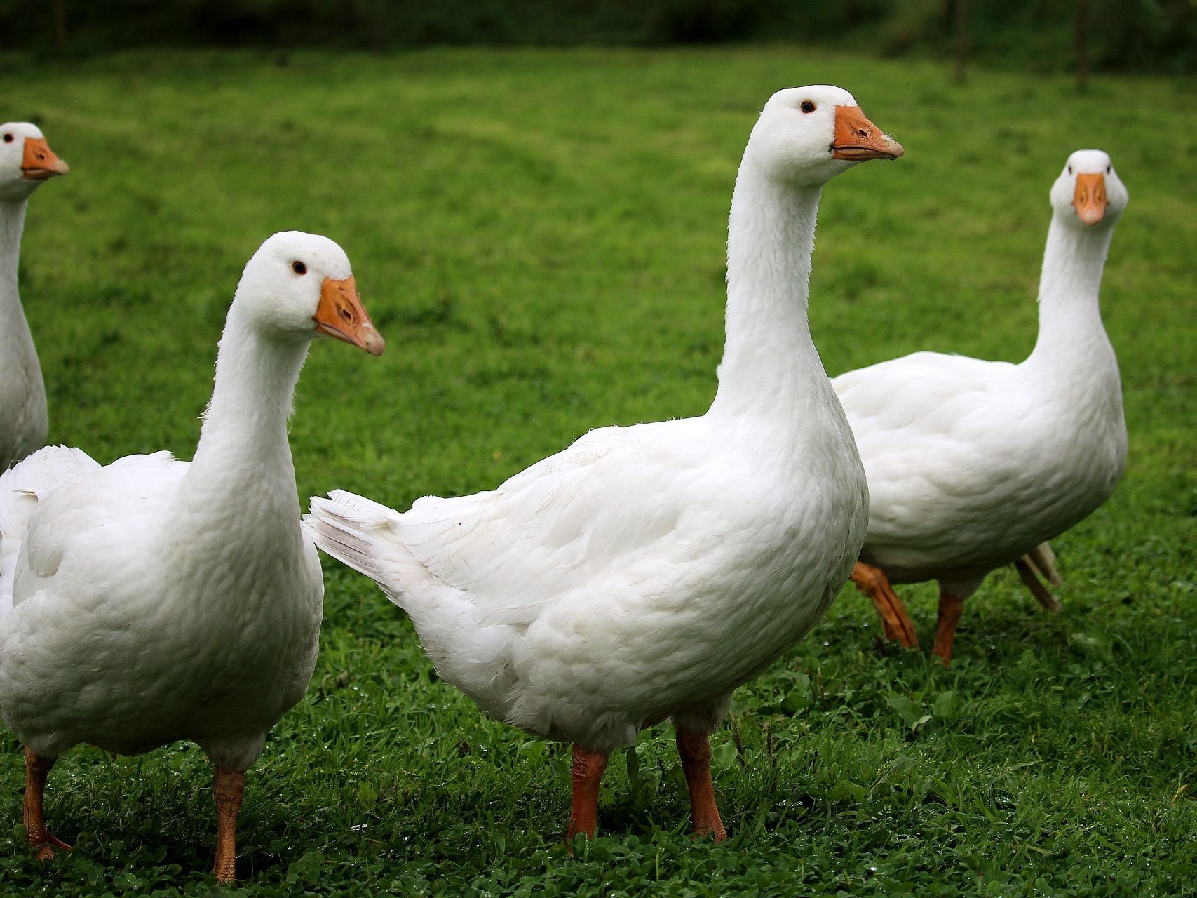 Das Geschnatter der Gänse soll den bescheidenen Bischof verraten haben.
