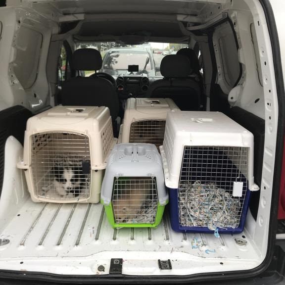 Diese Hunde wurden in Liesing sichergestellt