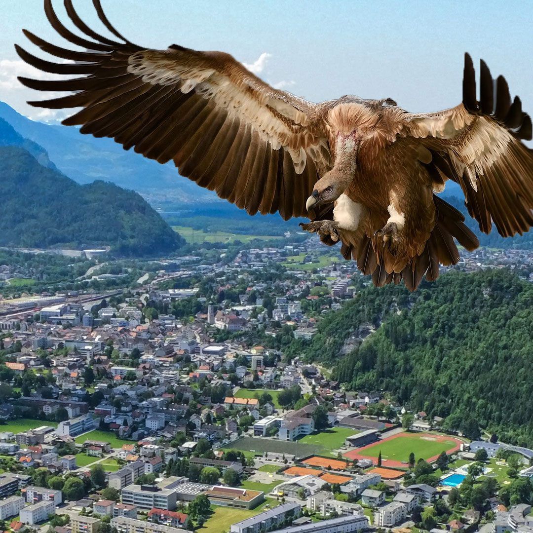 Der Pleitegeier schlug in Bludenz zu.