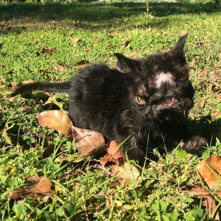 Das Kätzchen Duo hat zwei Gesichter.