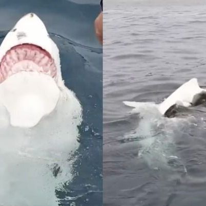 Ein sehr seltenes Verhalten für einen Hai.