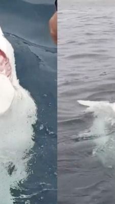 Ein sehr seltenes Verhalten für einen Hai.