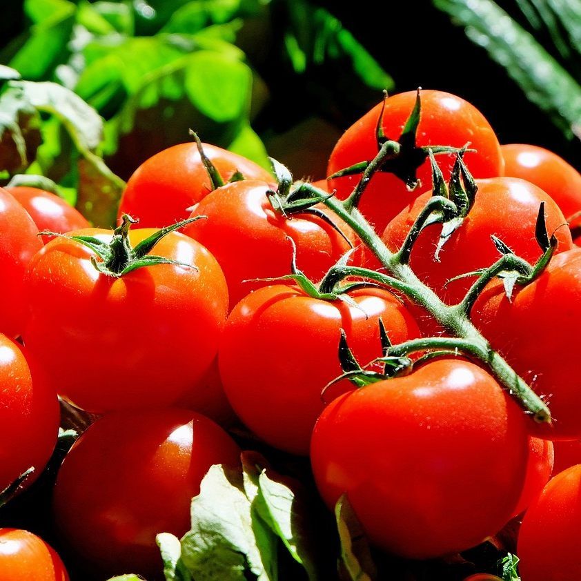 Im Osten Österreichs war man mit der Gemüseernte 2019 sehr zufrieden.