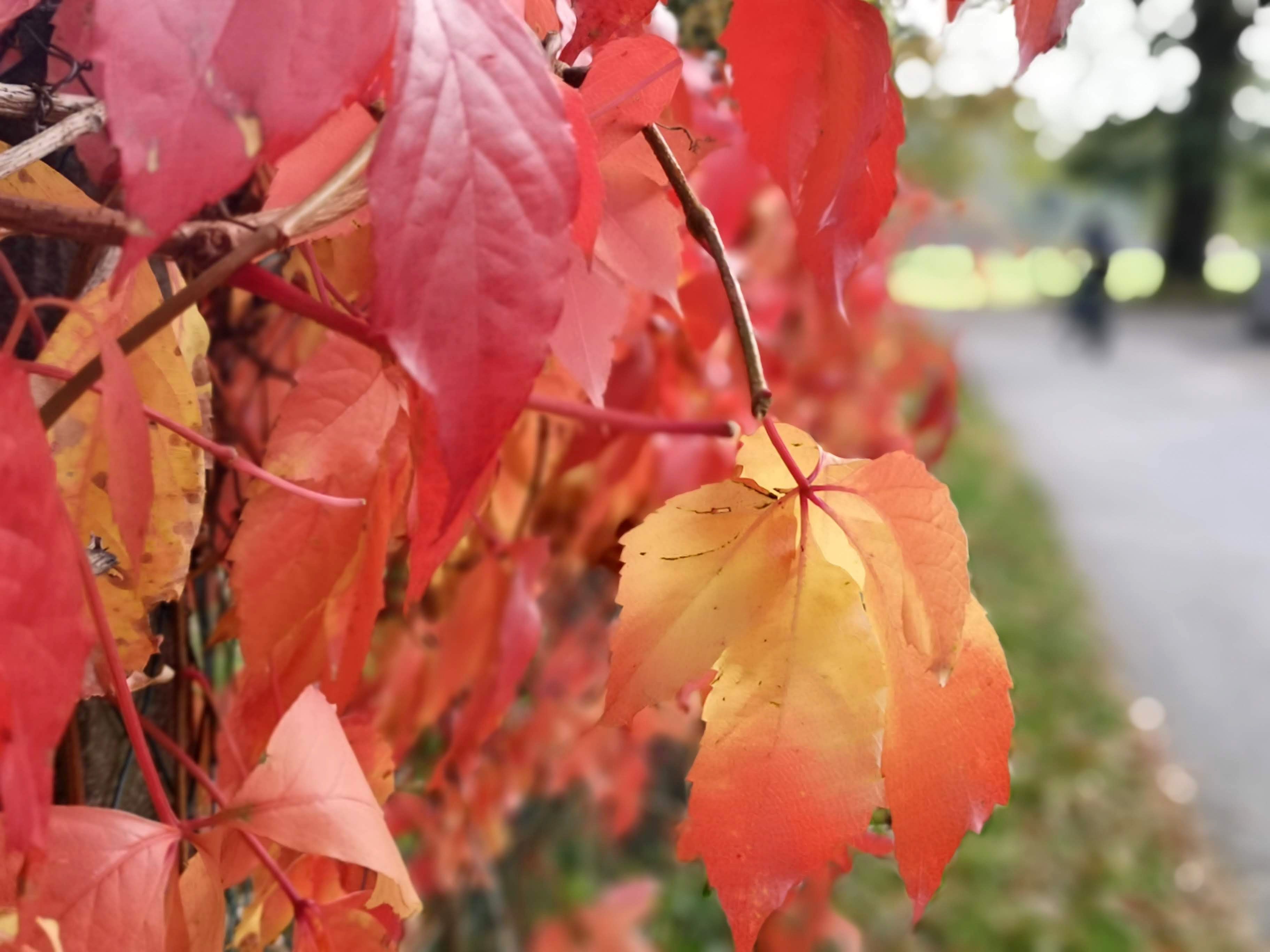 Der November war ungewöhnlich mild.
