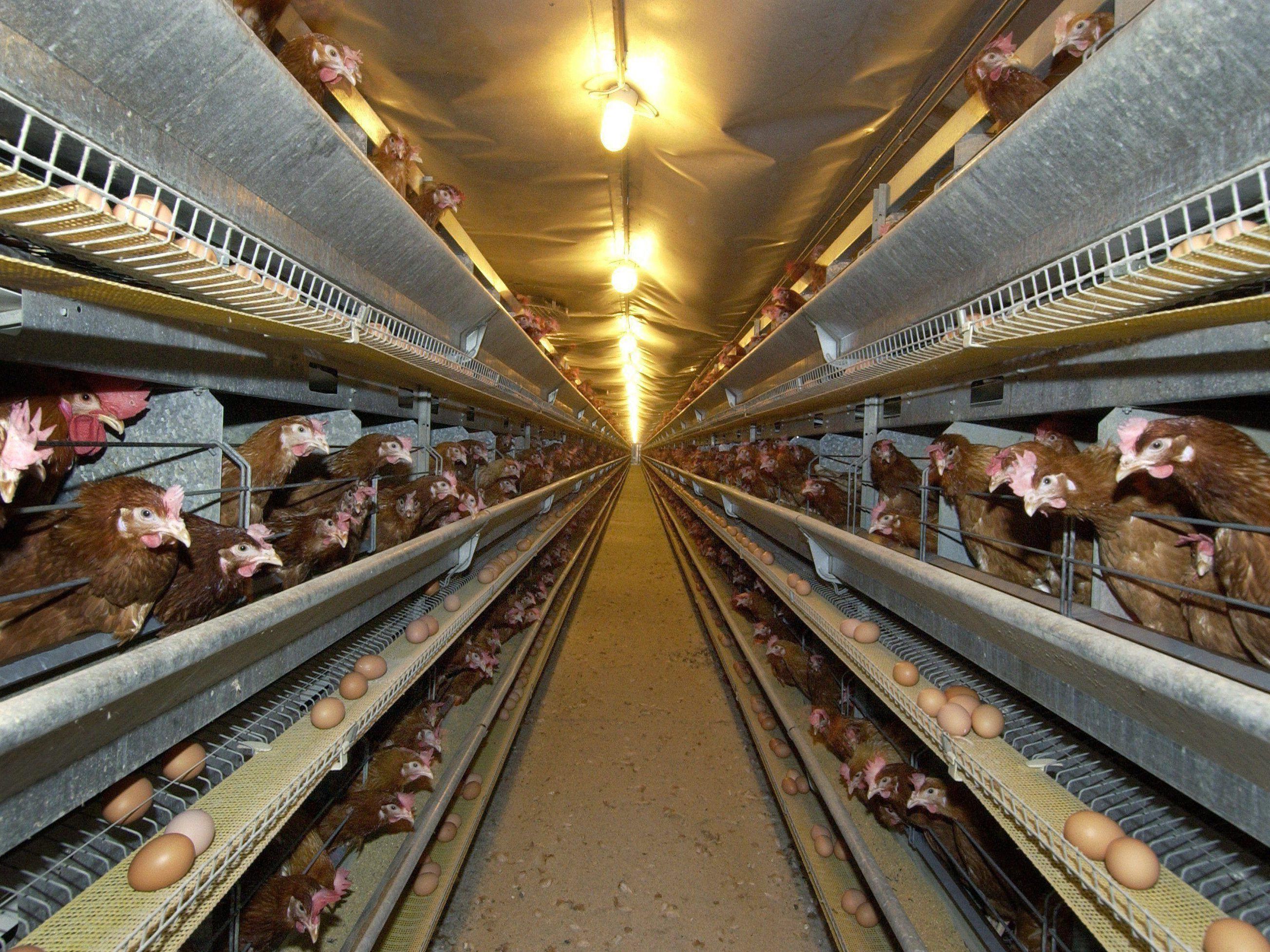 In Österreich ist ab 2020 die Käfighaltung von Legehennen endgültig verboten.